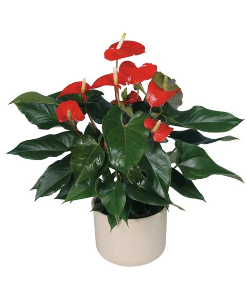 Pianta di anthurium