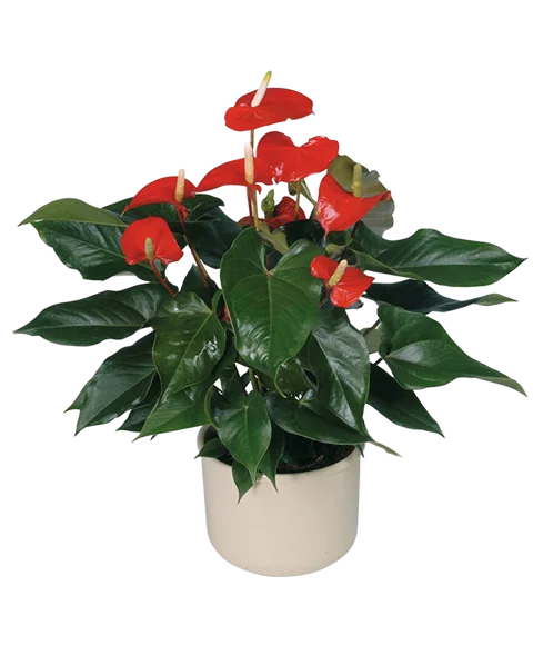 Pianta di anthurium