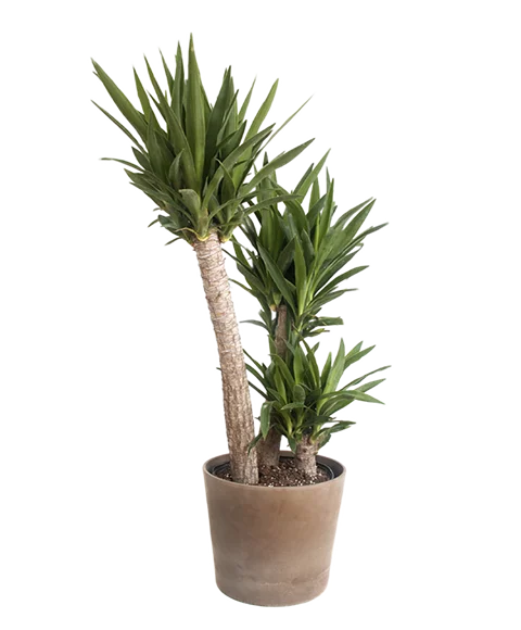 Pianta di yucca